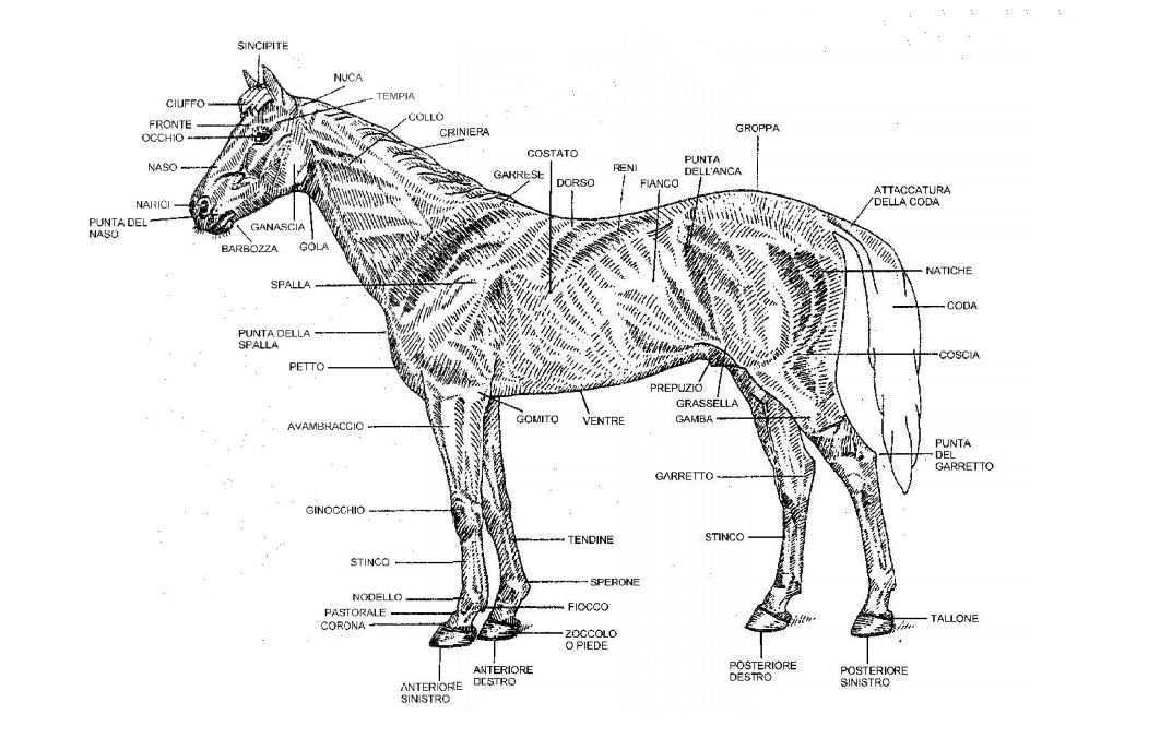 Anatomia del cavallo