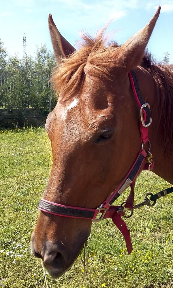 Capezza per cavallo