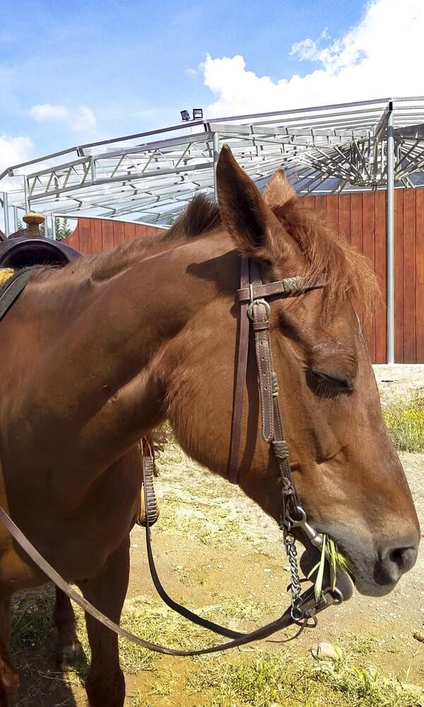 Testiera per cavallo