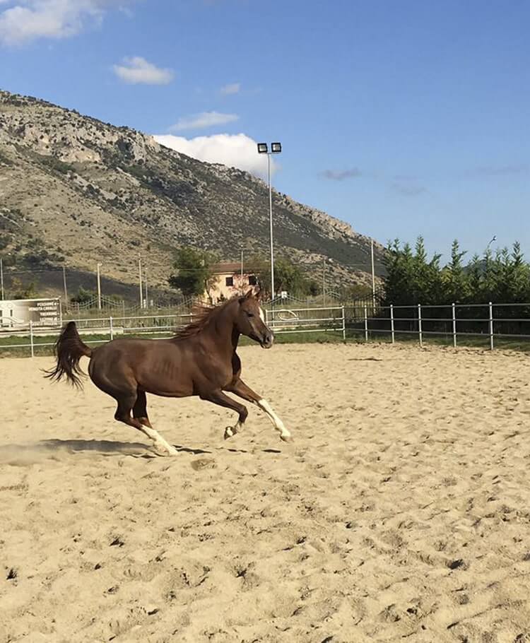 Cavalli maneggio in Calabria