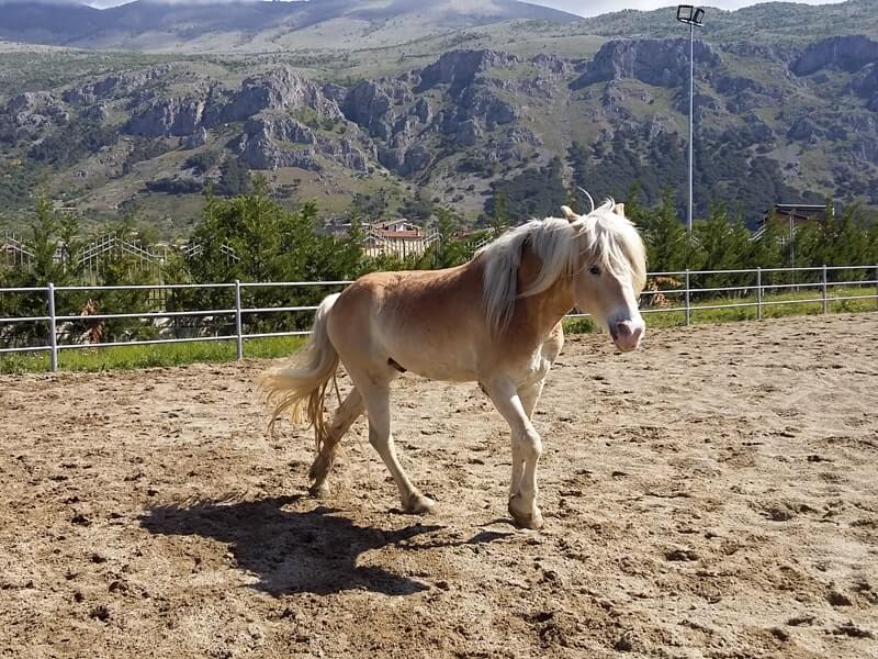 Cavalli maneggio in Calabria