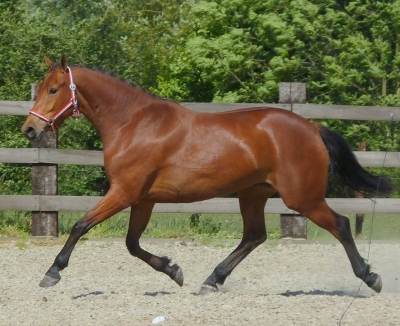 Il cavallo Olandese