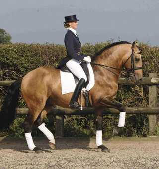 Dressage