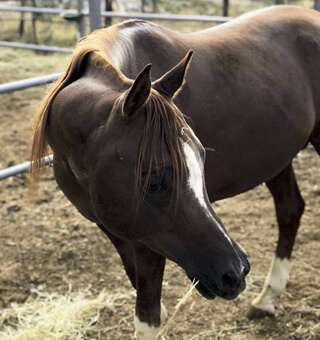 Cavallo Arabo