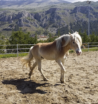 Cavallo Haflinger