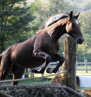 Cavallo sella italiano