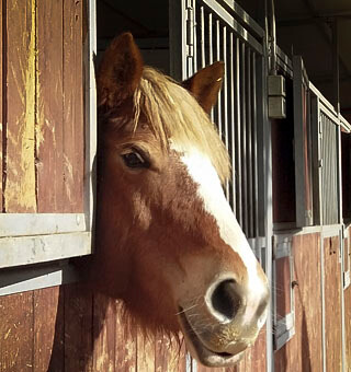 L'olfatto del cavallo