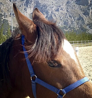 L'udito nel cavallo